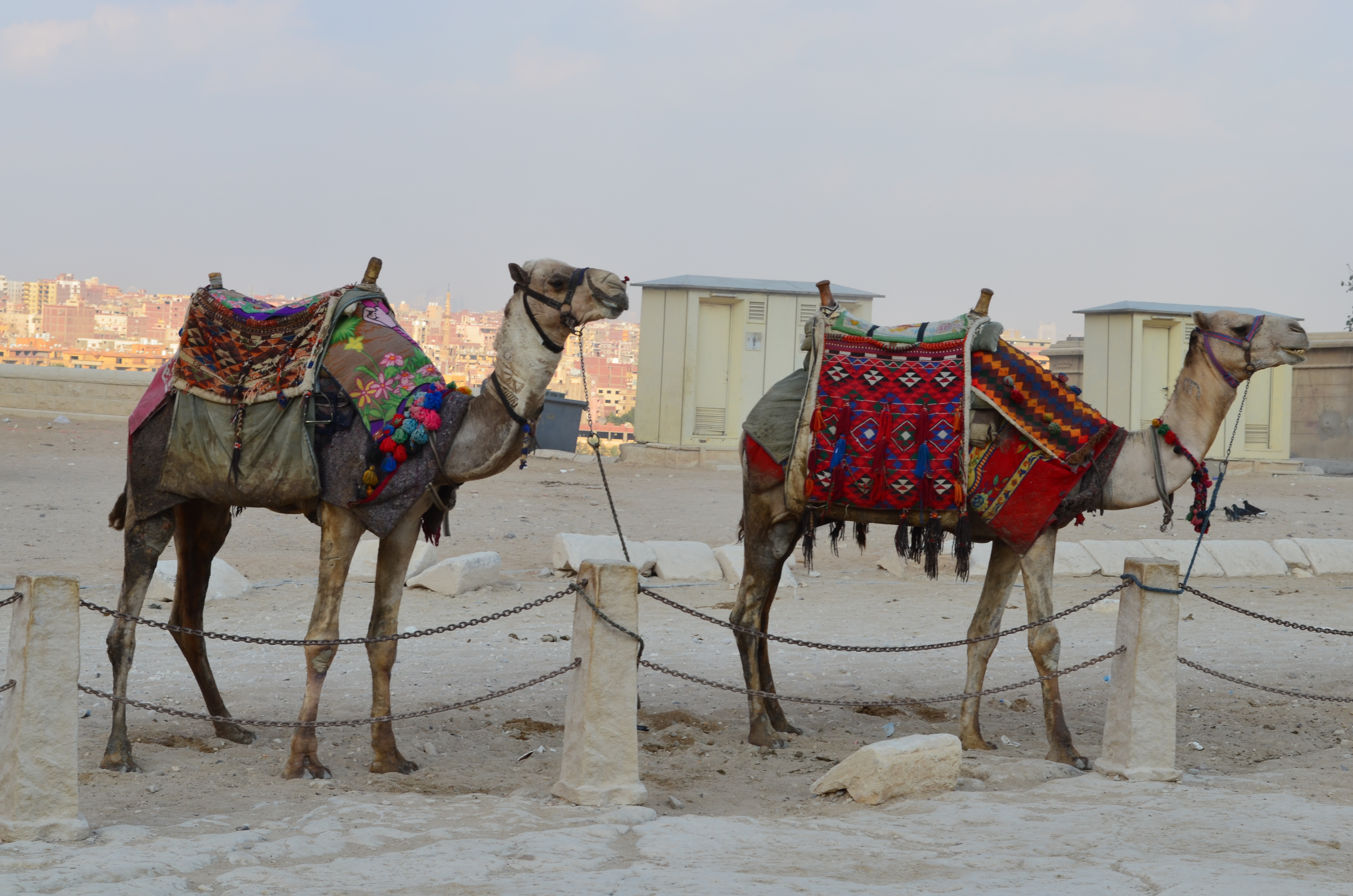 ./2018/16 - Egypt/03 - Pyramids/DSC_0226.JPG